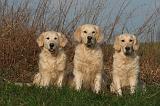 GOLDEN RETRIEVER 995